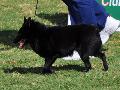 Schipperke