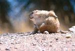 Cão-da-pradaria <i>(Cynomys ludovicianus)</i>