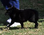 Cães