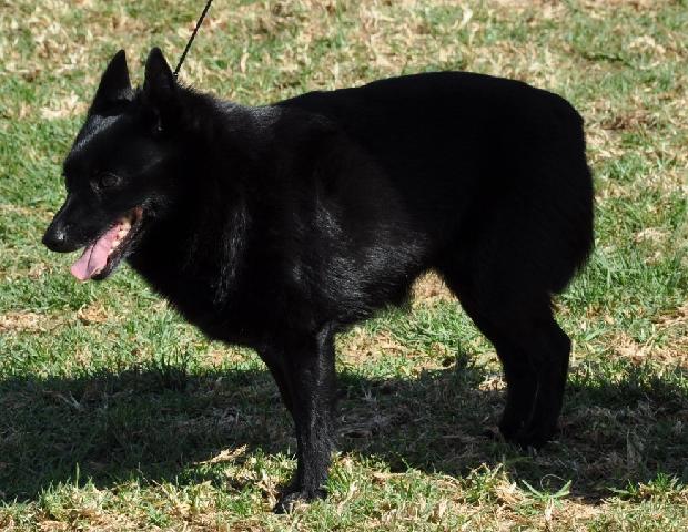 Schipperke