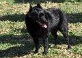 Schipperke
