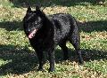 Schipperke