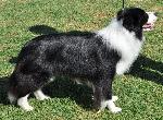 Cães