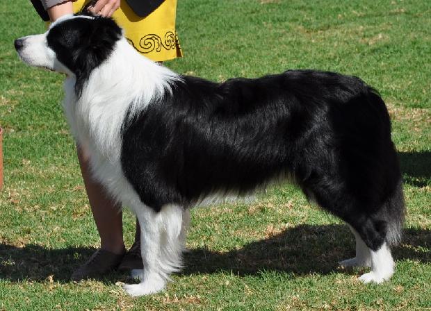Border Collie