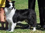 Cães