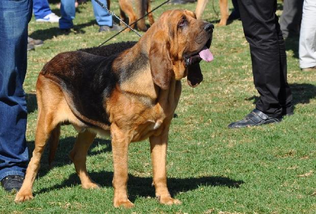 Cão de Santo Huberto