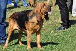 Cães