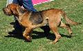 Cão de Santo Huberto