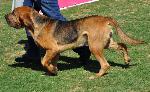 Cães