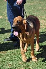 Cães