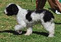 Cão de Água Espanhol