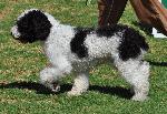 Cães