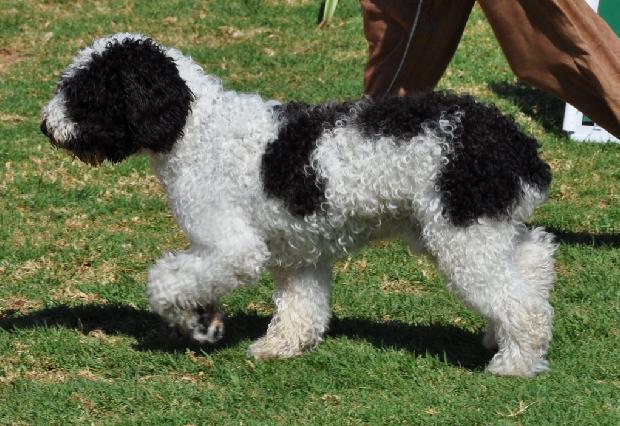 Cão de Água Espanhol