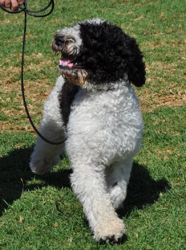 Cão de Água Espanhol