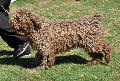 Cão de Água Espanhol