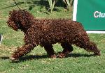 Cães