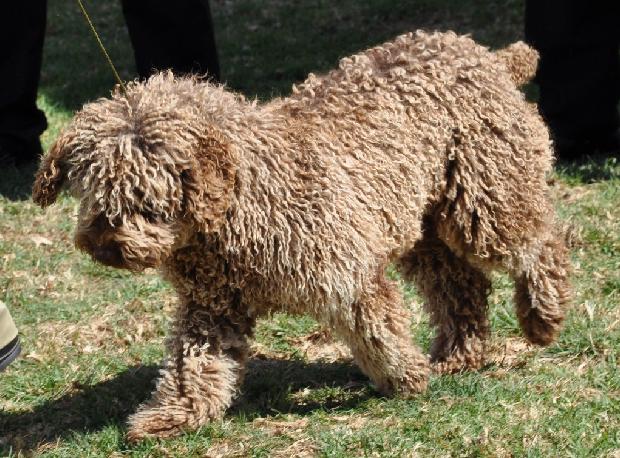 Cão de Água Espanhol