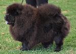 Cães