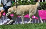 Cães