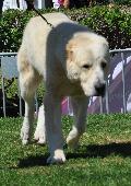 Cão de Pastor da Ásia Central