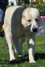 Cães