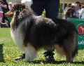 Collie de Pêlo Comprido