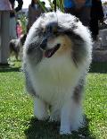 Collie de Pêlo Comprido