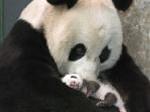 Pandas escapam milagrosamente ao terramoto que abalou a China
