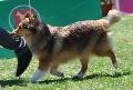 Cão de Pastor das Shetland
