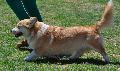 Welsh Corgi Pembroke