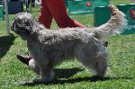 Cães