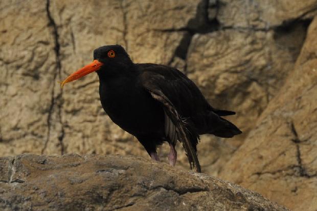 Ostraceiro