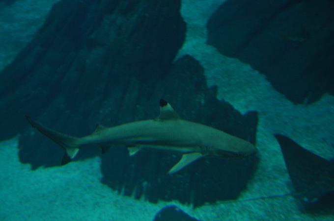 Tubarão-de-pontas-negras-do-recife