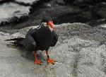 Aves