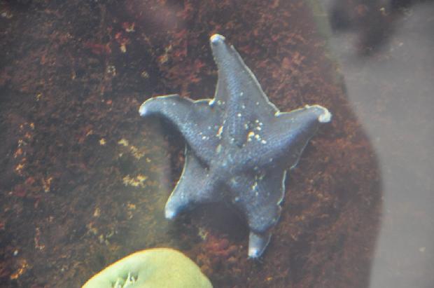 Estrela-do-mar-morcego