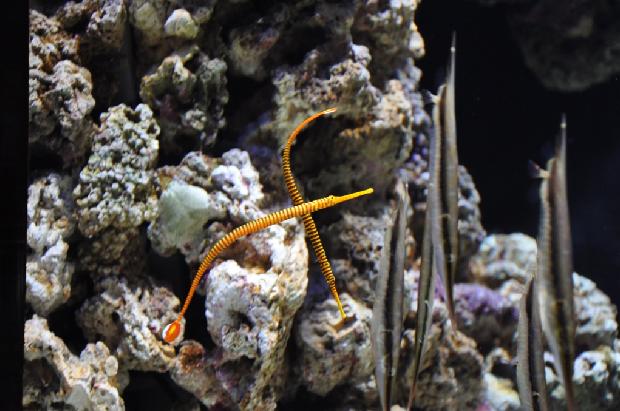 Marinha-de-bandas-amarela