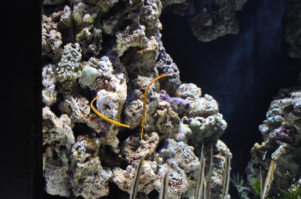 Marinha-de-bandas-amarela