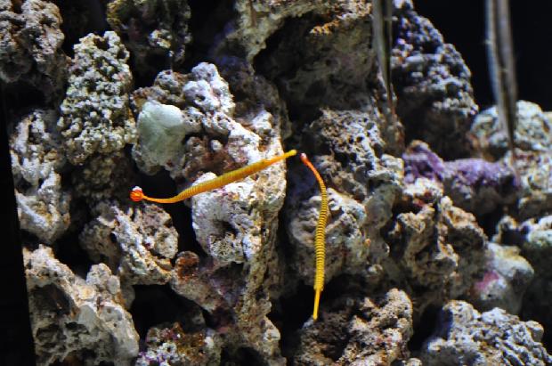 Marinha-de-bandas-amarela