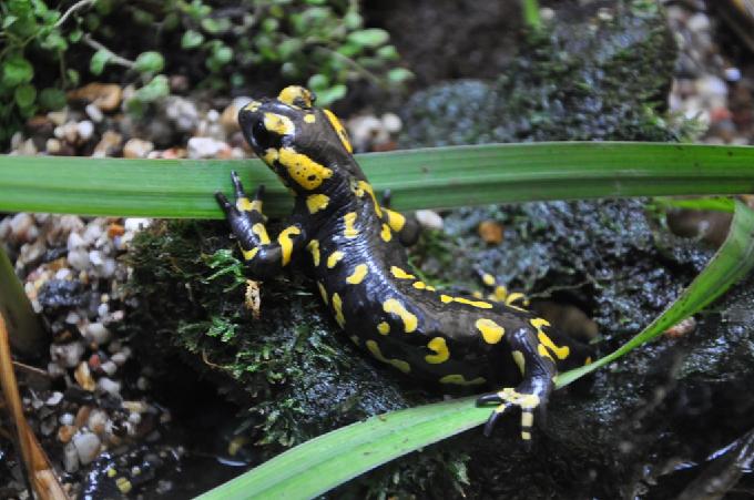 Salamandra-de-pintas-amarelas
