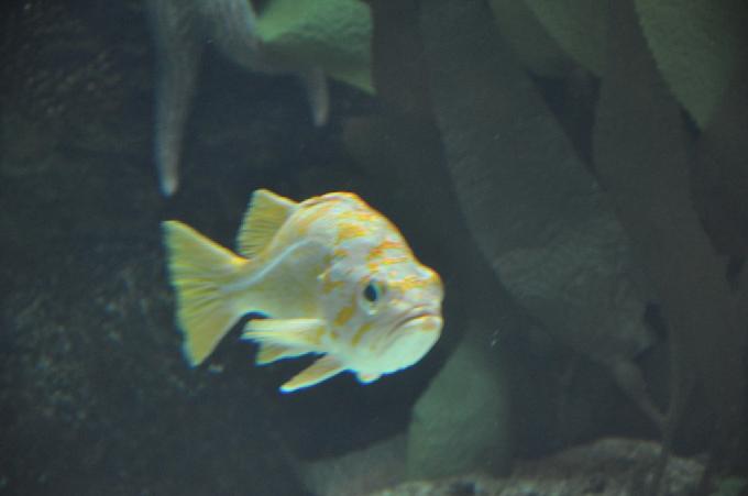 Cantarilho-do-kelp