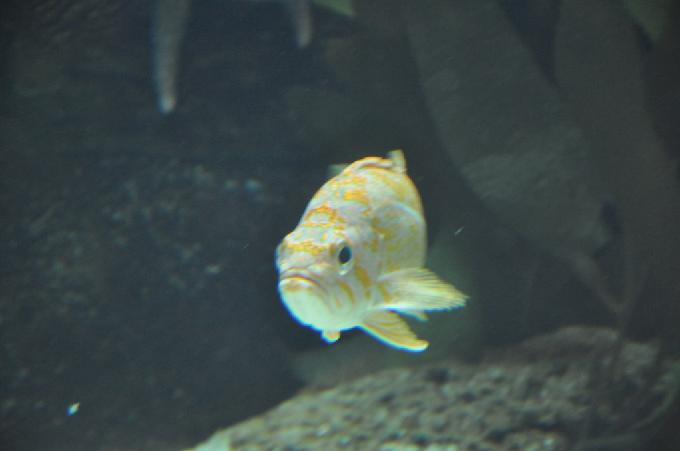 Cantarilho-do-kelp