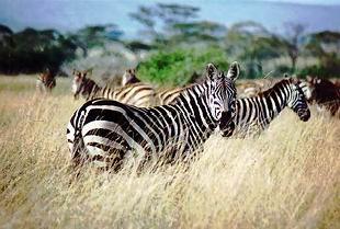 Parque Regional da Cimalavera: zebras