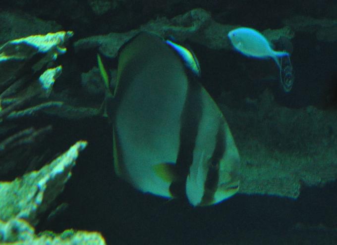 Peixe-morcego-redondo