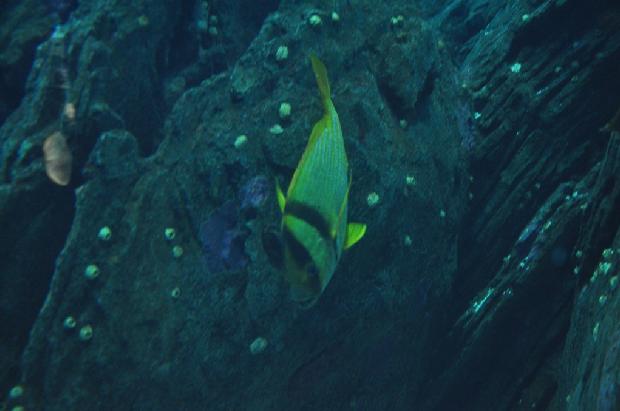 Roncador-listrado-americano