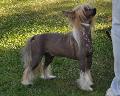 Chinese Crested Dog