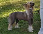 Cães