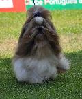 Shih-tzu