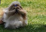 Cães