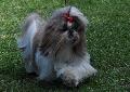 Shih-tzu