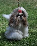 Cães